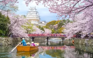 sakura cheery blossom himeji castle hyogo japan